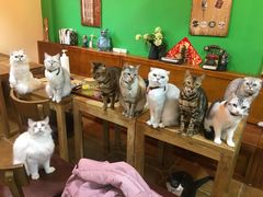-李小姐の猫咖啡馆(五角场店)