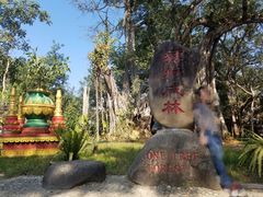 -瑞丽独树成林风景区