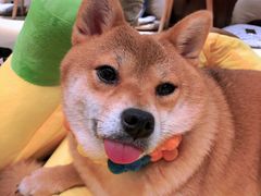-逗柴咖啡屋·狗咖猫咖宠物桌游