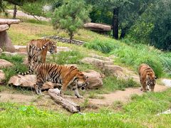 -北京野生动物园