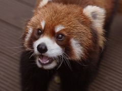-普洱太阳河森林公园