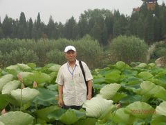-白洋淀景区