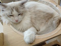 -飞行喵MR PILOT|猫舍·猫咖(静安大融城店)
