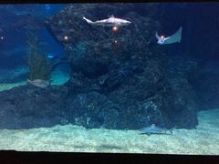 -暹罗海洋世界