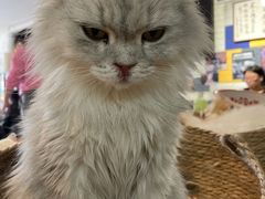 -平行世界·猫咖(首经贸店)