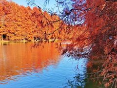 -上海海湾国家森林公园