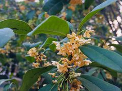 -上海市龙华烈士陵园