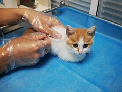 -瑞派·关忠动物医院·猫专科·犬专科(三环新城店)