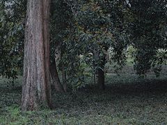 -杭州植物园