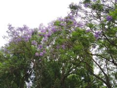 -重庆中央公园(渝北区)