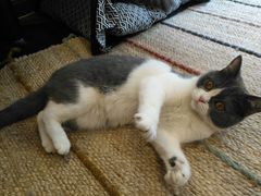 -猫友咖啡店(玉林西路店)