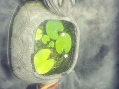 -三只耳火锅(宽窄巷子店)