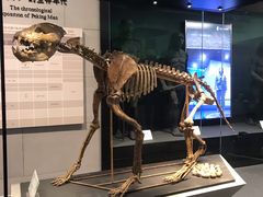 -北京周口店北京人遗址博物馆