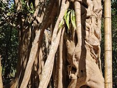 -中国科学院西双版纳热带植物园