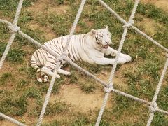 -西霞口神雕山野生动物世界