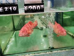 -聚鲜阁海鲜美食城(香水湾店)