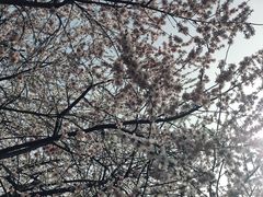 -桃花堤公园