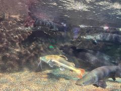 -太平洋海底世界