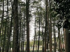 -月湖风景区