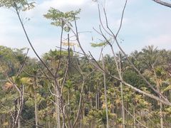 -万兴启丰椰子文化园餐厅