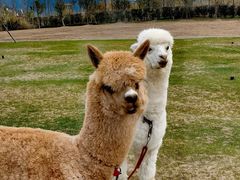 -杭州桐庐康莱德酒店西餐厅-舍