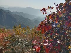 -大岭沟猕猴桃谷风景区