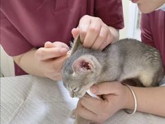 -纳吉亚猫专科动物医院博雅分院