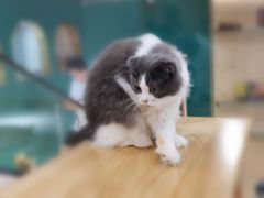 -飞行喵MR PILOT|猫舍·猫咖(静安大融城店)