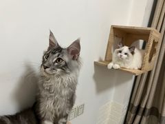 -lincat·猫舍(广州店)