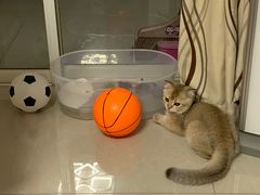 -翊宠yipet猫狗购宠庄园犬舍•猫舍