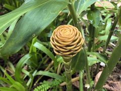 -中国科学院西双版纳热带植物园