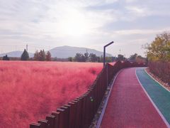 -羊亭河湿地公园