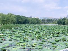 -长春市南湖公园