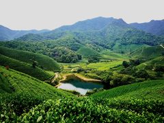 -龙坞茶村