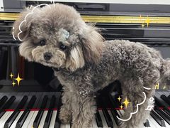 -宠物之家Pets Home 宠物寄养酒店