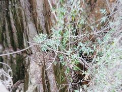 -镇江市南山风景名胜区竹林景区