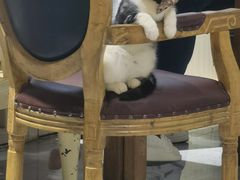 -猫小院猫主题餐厅(南锣旗舰店)