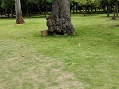 -万绿园
