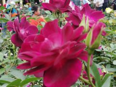 -人民公园(罗湖区)