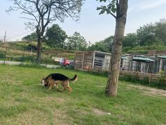 -趣多多宠物公园·宠物训犬学校·宠物寄养