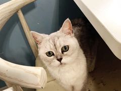 -喵的天空名猫咖啡馆·撸猫·猫舍·用品