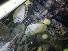 景观位-鱼乐轩·俄罗斯海鲜直供餐厅(群力店)