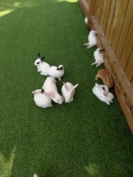 -萌宠亲子动物乐园(槐房万达店)