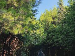 -重庆睡佛山森林公园