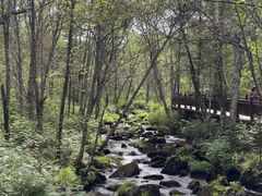 -汤旺河林海奇石景区