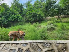 -大连森林动物园