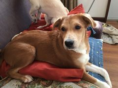 -萌兽医馆·犬猫专科·眼科中心·宠物医院(朝阳门分院)