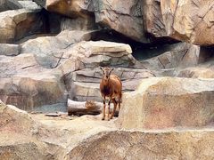 -武汉动物园