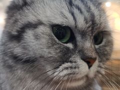 -共舞时光猫咖·狗咖(新街口店)