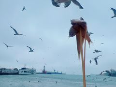 -海驴岛(荣成市)